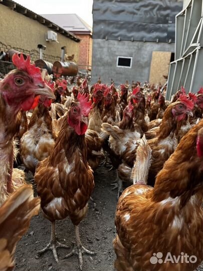 Куры несушки