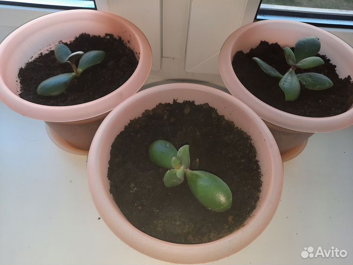 Крассула толстянка