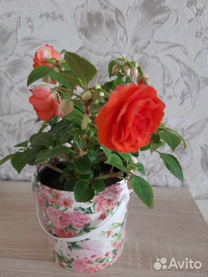 Бальзамин махровый