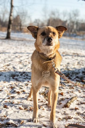 Марк ищет добрые руки