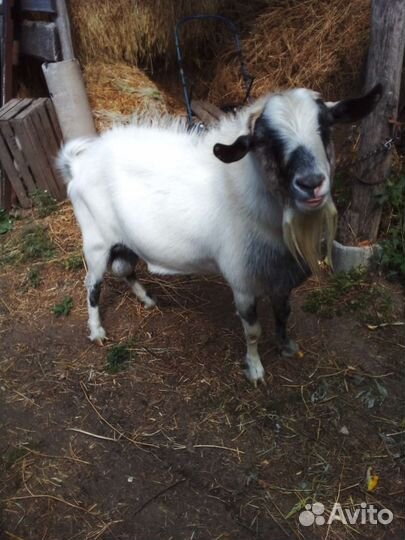 Козёл Зааненский