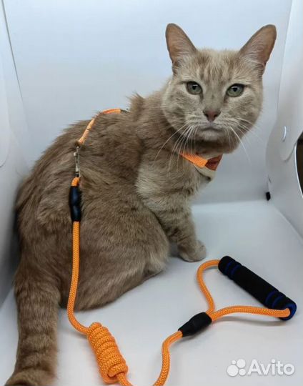 Шлейка для кошек и собак мелких пород
