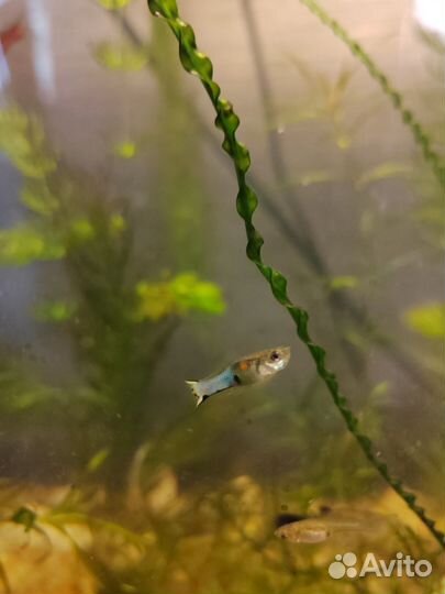 Рыбы гуппи. Голубой цвет