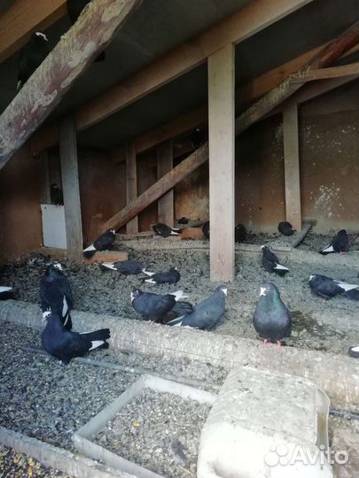 Продажа голубей