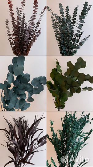 Эвкалипт стабилизированный