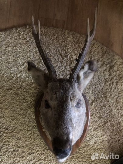 Чучело косули