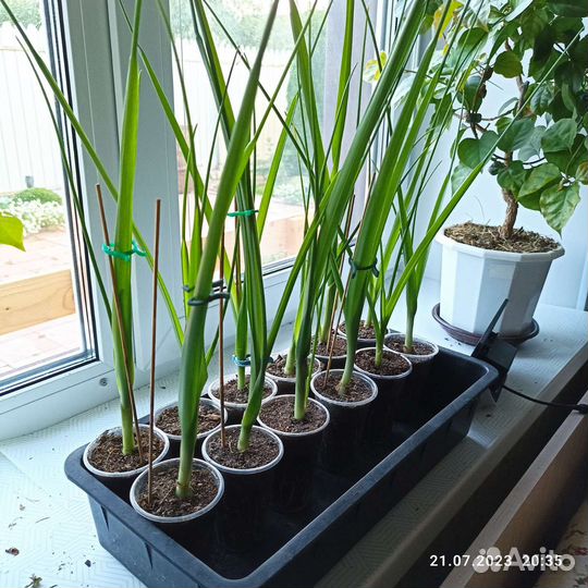 Индийский лук (Птицемлечник хвостатый)