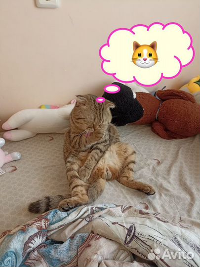 Кот ищет кошечку для вязки