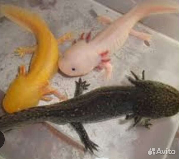 Аксолотль всех цветов