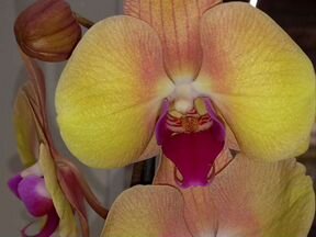 Орхидея фаленопсис радужная
