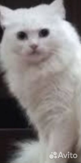 Кошка.Белая.Пушистая.Породистая,возможно