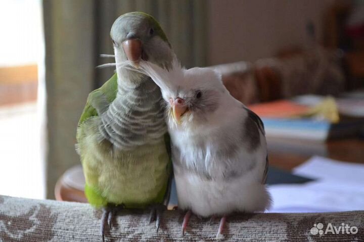 Ожереловый попугай