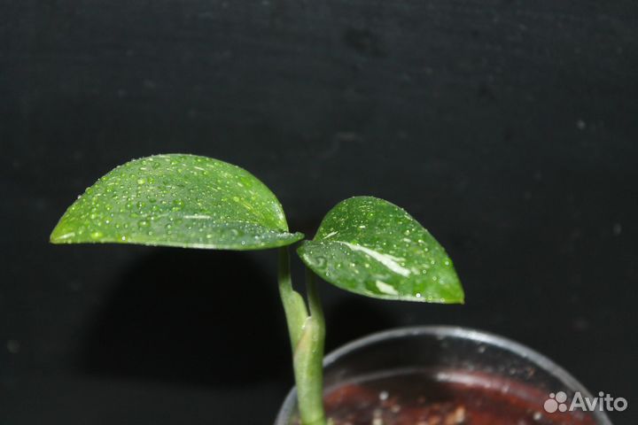 Филодендроны Часть 2