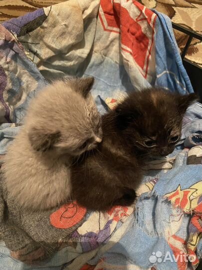 Отдам котят