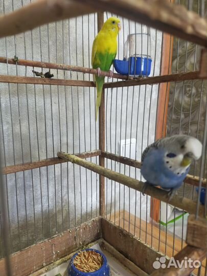 Волнистый попугай ручной