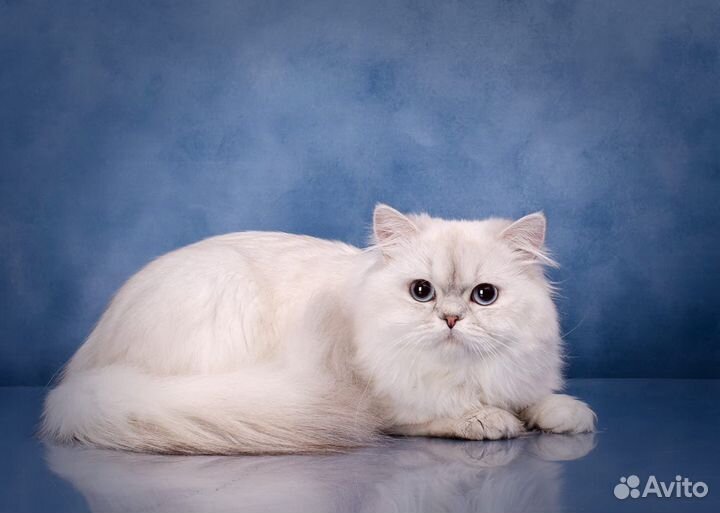 Британкий кот Uno