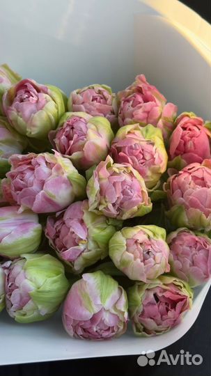 Букет тюльпанов 27 шт