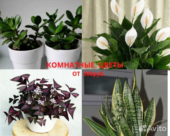 Продам цветы комнатные