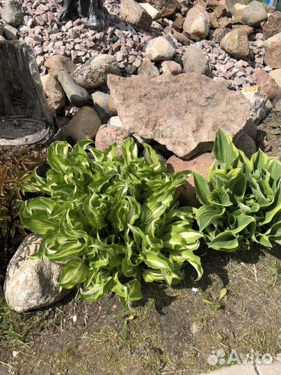 Хоста. Большие кусты