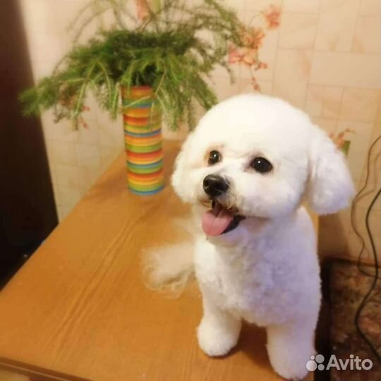 Стрижка собак и кошек. Выезд на дом