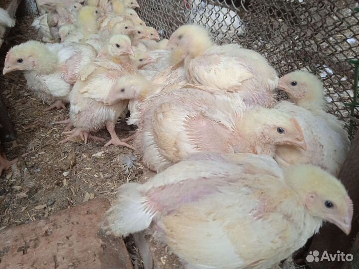 Цыплята бройлеры подрощенные