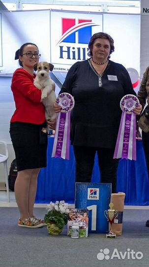 Хендлер, подготовка собак к выставке