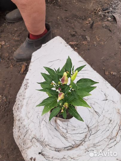 Рассада помидор