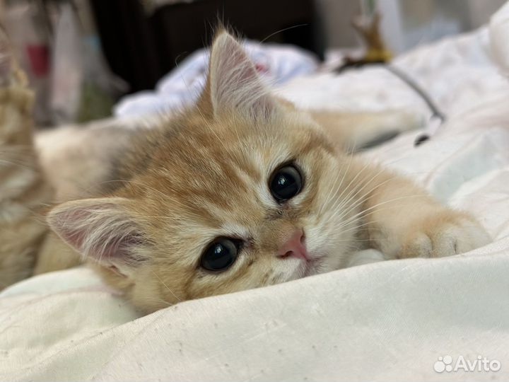 Британская золотая шиншилла котенок ny12 шоу