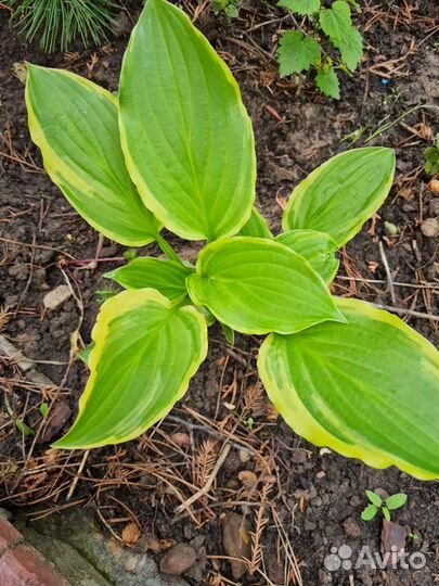 Хоста растение