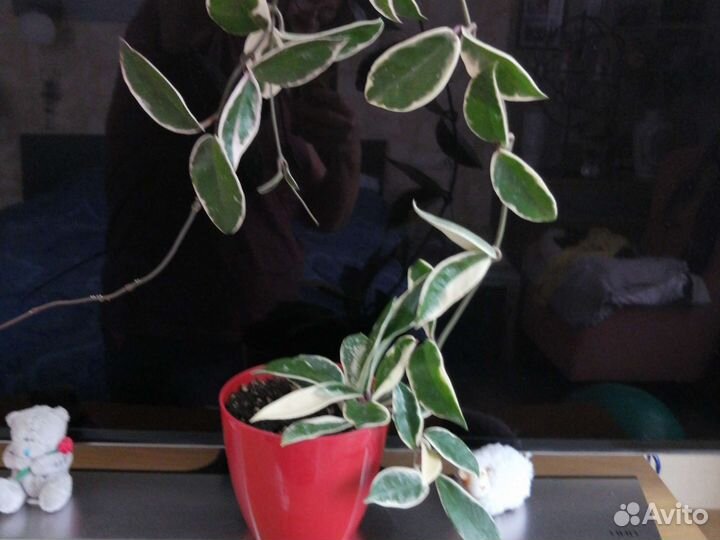 Хойя Кримсон квин