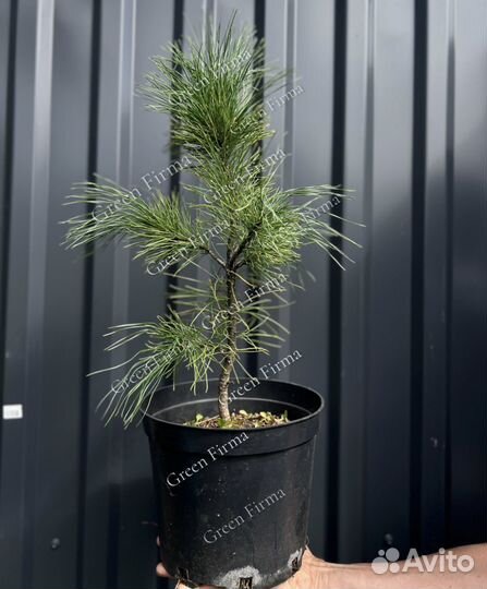 Кедр сибирский, саженцы 35-45 см, зкс, С5