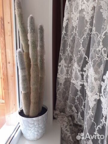 Кактус шикарный