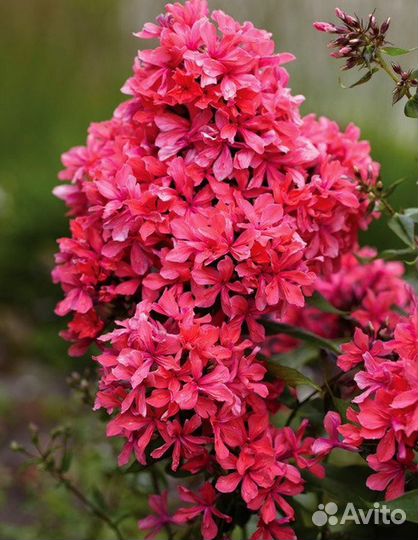 Флоксы сортовые многолетние