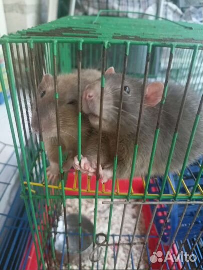 Крысы и 2 клетки