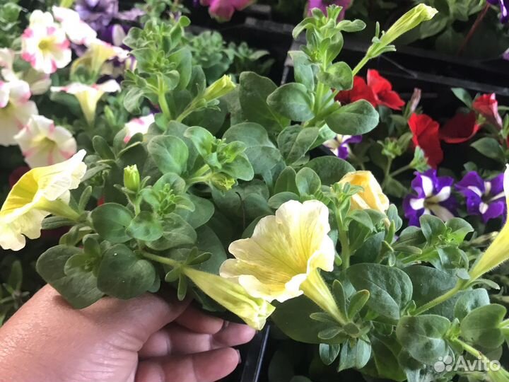 Ампельная вегетативная петунья и вербена