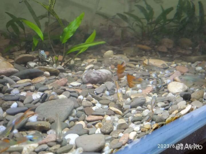 Аквариумные рыбки