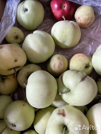 Яблоки дачные