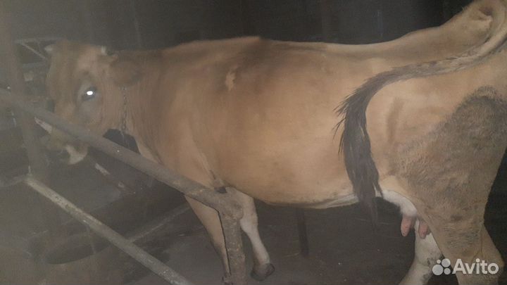 Коровы и телки