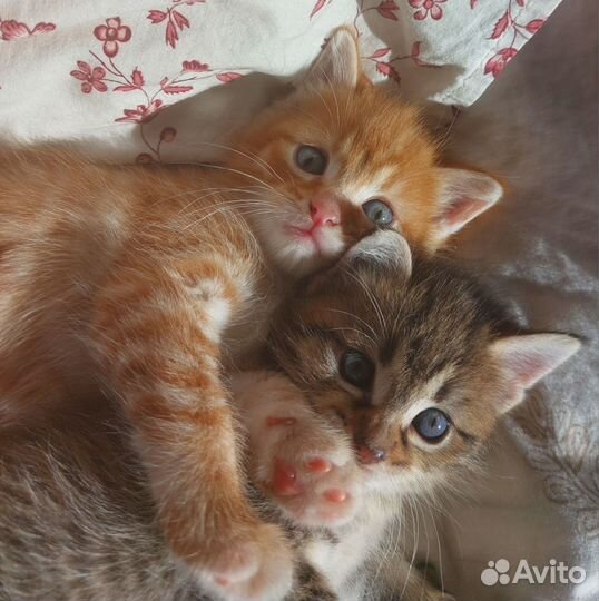 Котята