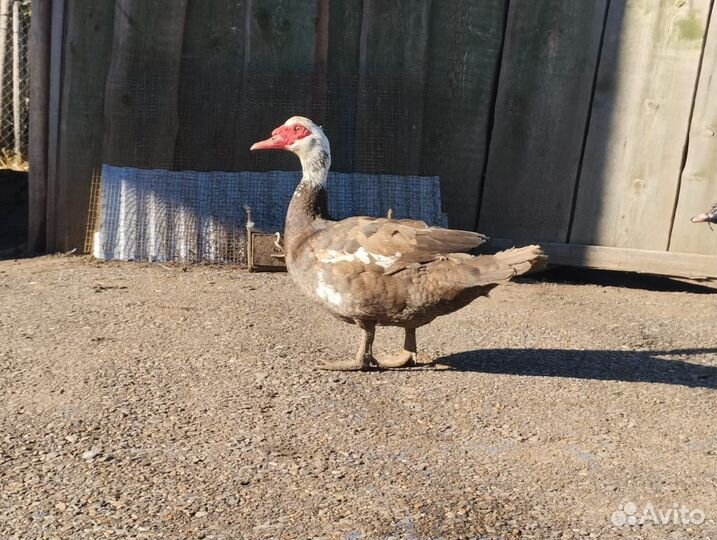 Селезень индоутки