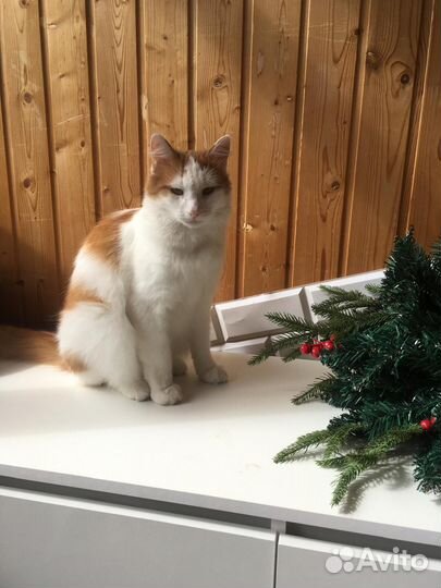 Кот в дар