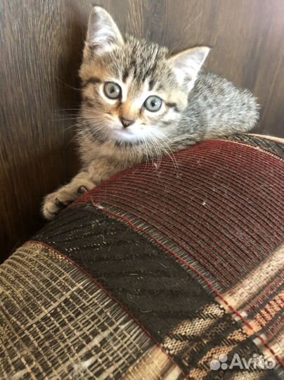 Кошка 1 месяц
