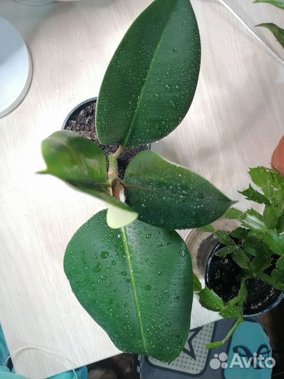 Фикус эластика