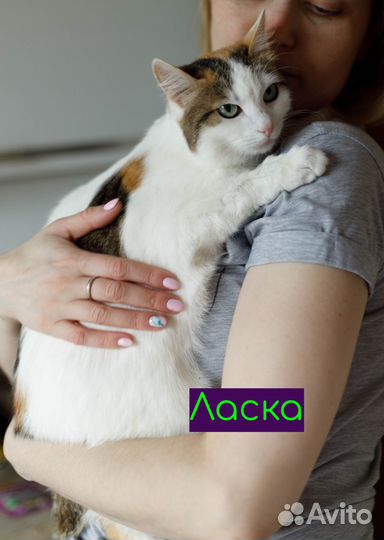 Ищу хозяев для умных и воспитанных котиков