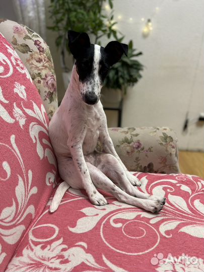 Фокстерьер