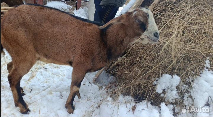 Нубийский козлик