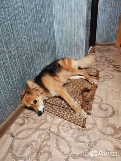 Ищем ответсвенного хозяина