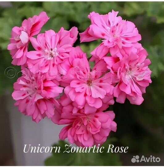 Пеларгонии зонартики