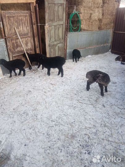 Овцы бараны