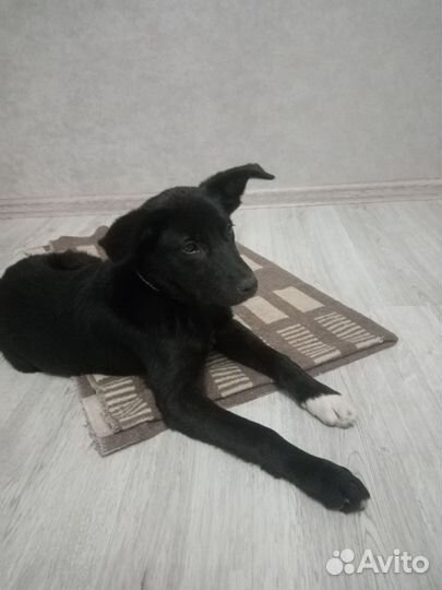 Щенок в добрые руки